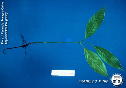 انبه (منگیفرا کوادریفیدا)